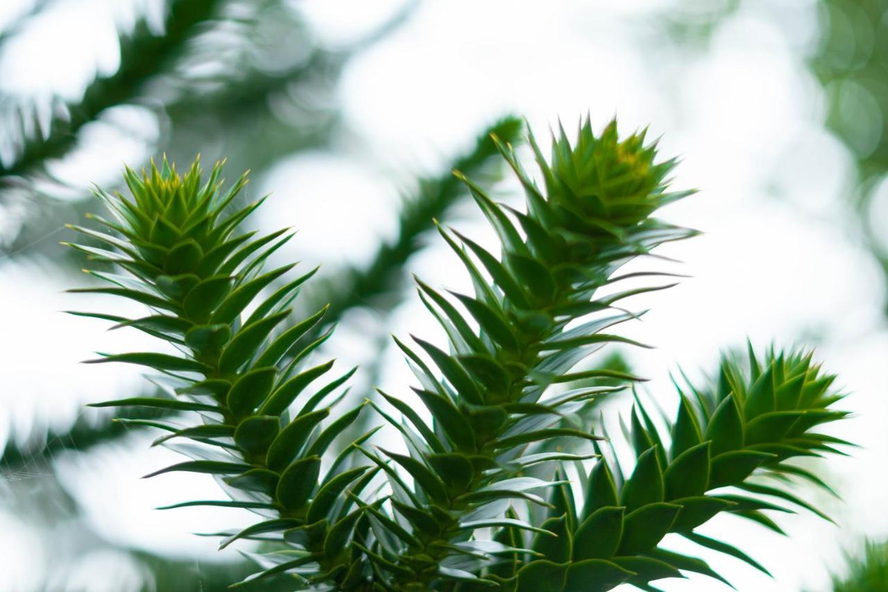 Le Gite Araucaria Le Tilleul 외부 사진